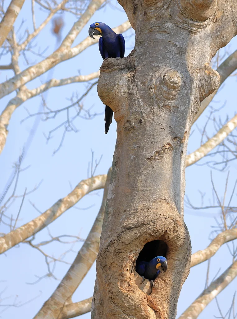 紫蓝金刚鹦鹉(Anodorhynchus hyacinthinus)