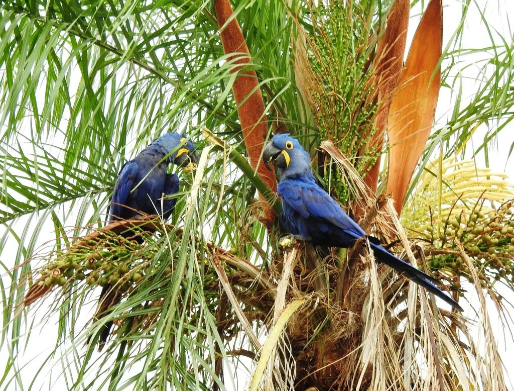 紫蓝金刚鹦鹉(Anodorhynchus hyacinthinus)
