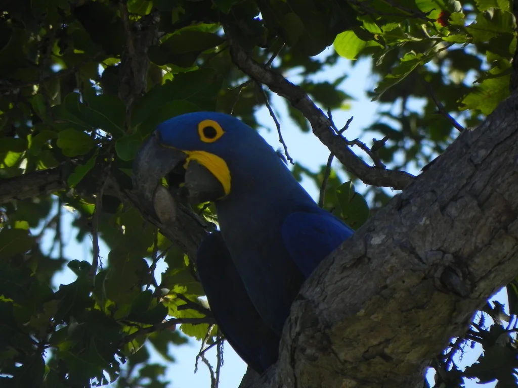 紫蓝金刚鹦鹉(Anodorhynchus hyacinthinus)