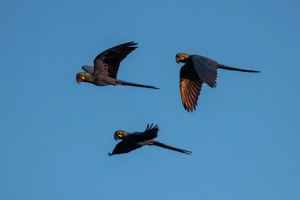 青蓝金刚鹦鹉(Anodorhynchus leari)