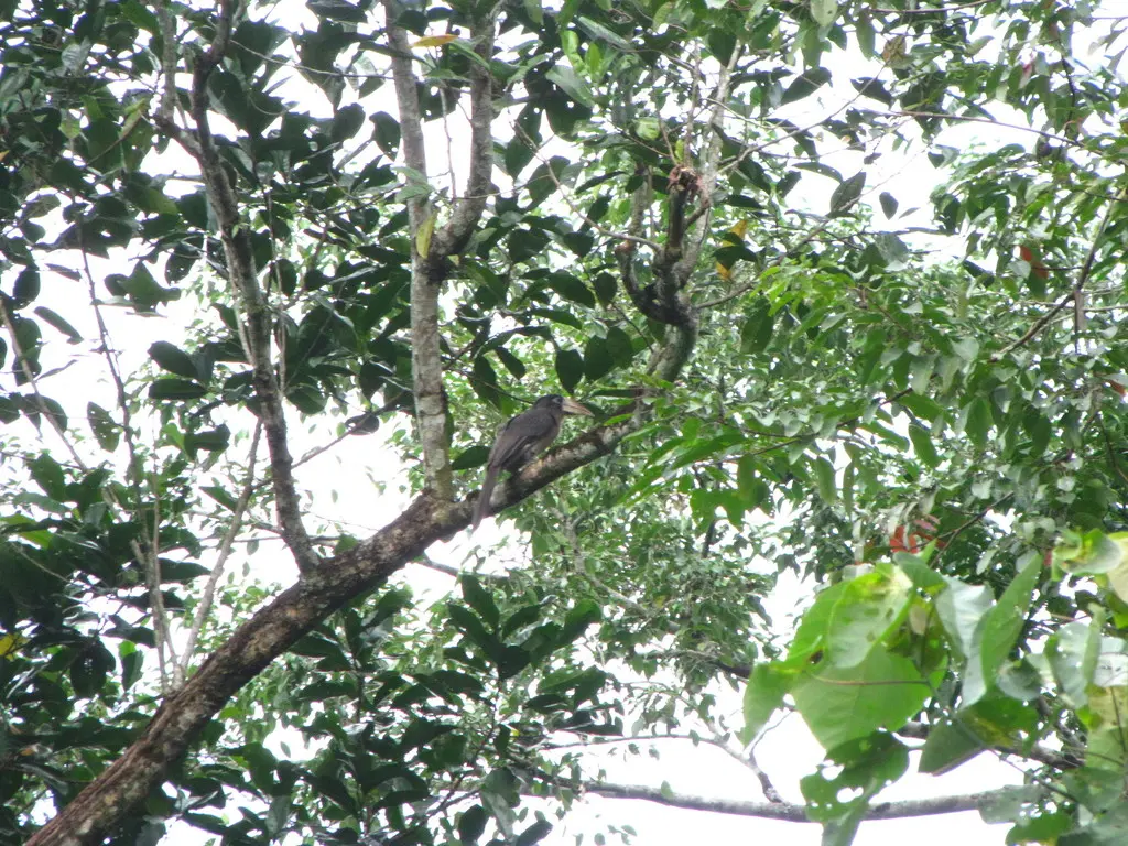 白喉犀鸟(Anorrhinus austeni)