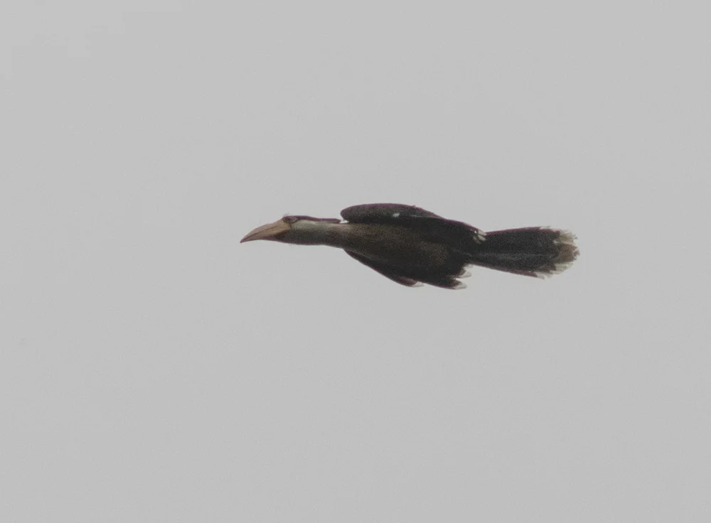 白喉犀鸟(Anorrhinus austeni)