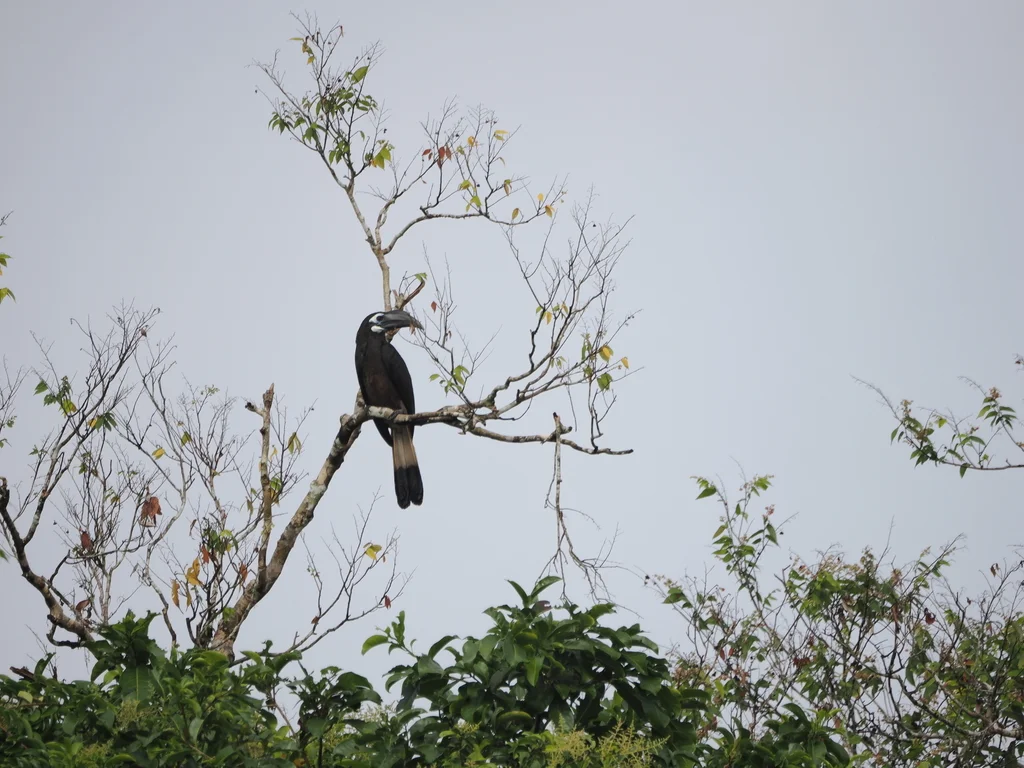 凤头犀鸟(Anorrhinus galeritus)