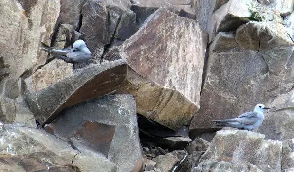 蓝灰燕鸥(Anous ceruleus)
