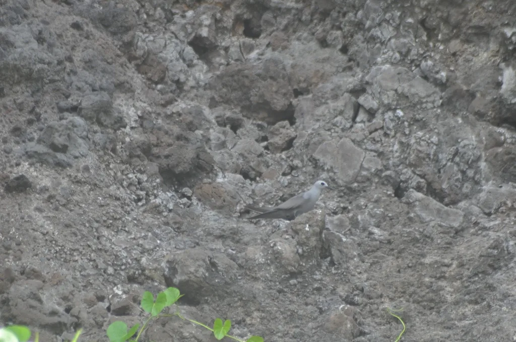蓝灰燕鸥(Anous ceruleus)