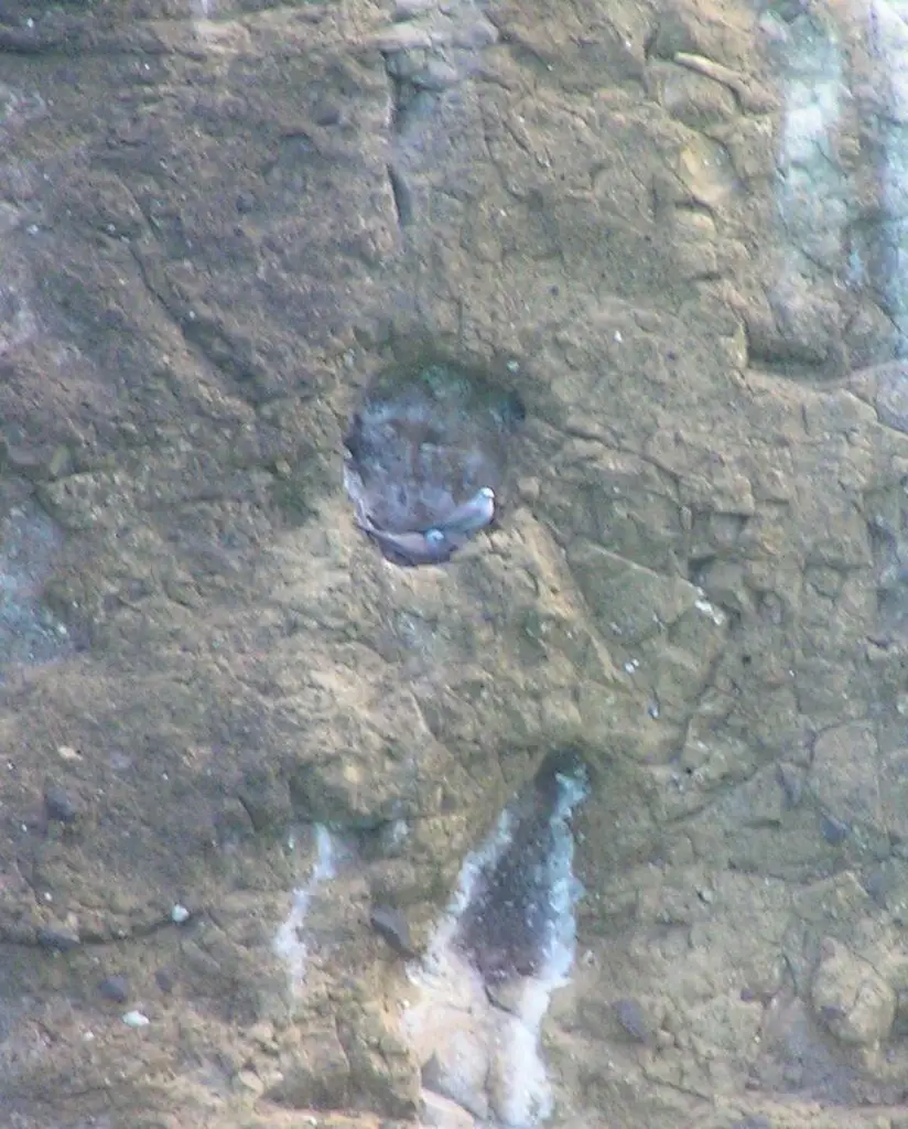 蓝灰燕鸥(Anous ceruleus)
