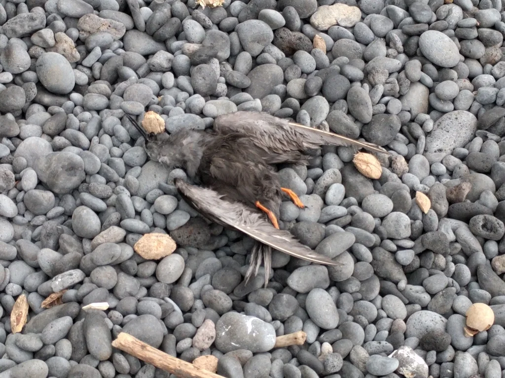 玄燕鸥(Anous minutus)