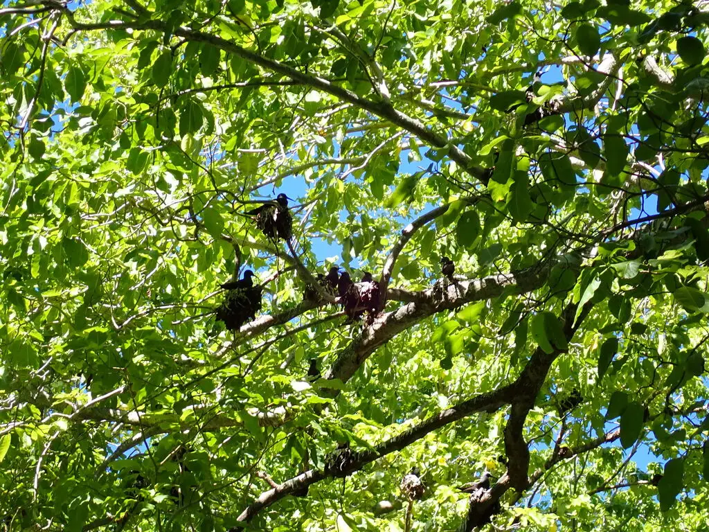 玄燕鸥(Anous minutus)