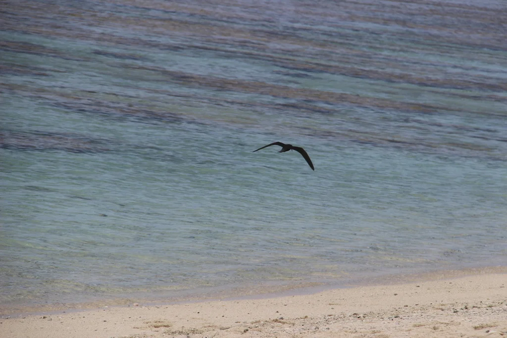 玄燕鸥(Anous minutus)