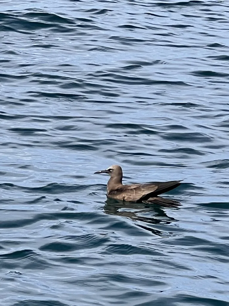 白顶玄燕鸥(Anous stolidus)