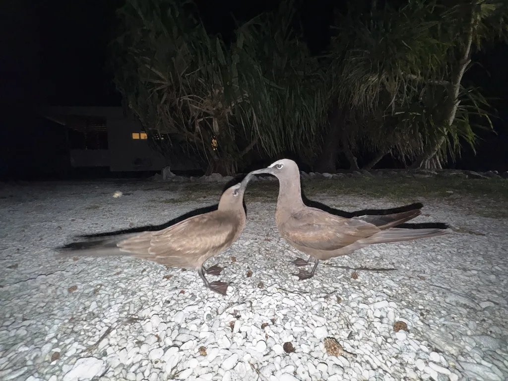 白顶玄燕鸥(Anous stolidus)