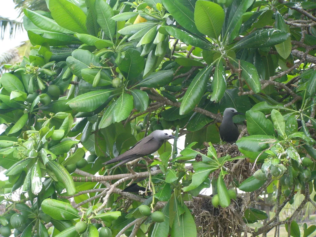 小玄燕鸥(Anous tenuirostris)