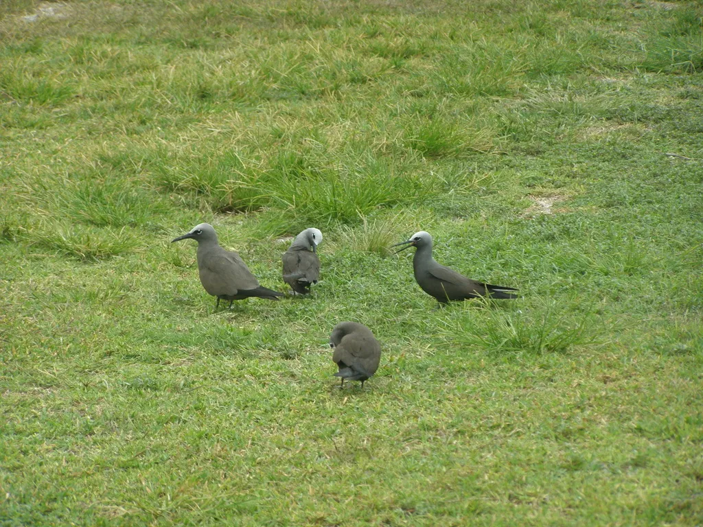 小玄燕鸥(Anous tenuirostris)