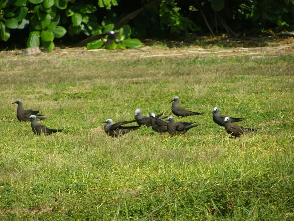 小玄燕鸥(Anous tenuirostris)