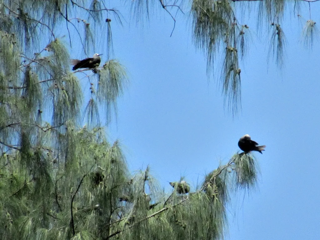 小玄燕鸥(Anous tenuirostris)