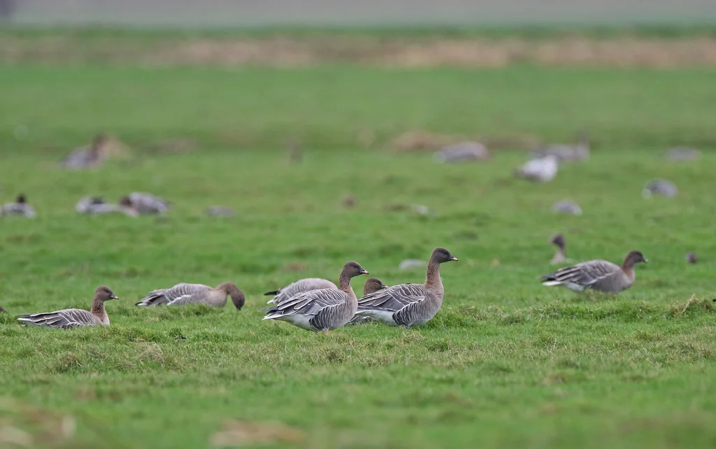 粉脚雁(Anser brachyrhynchus)
