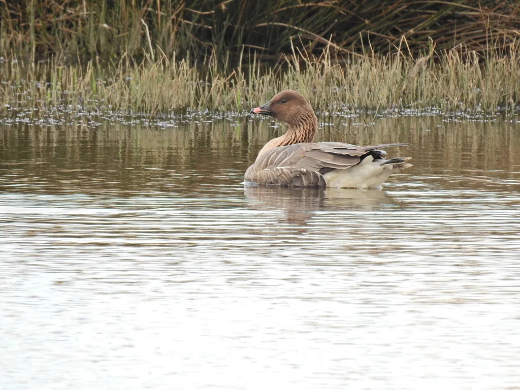 粉脚雁(Anser brachyrhynchus)
