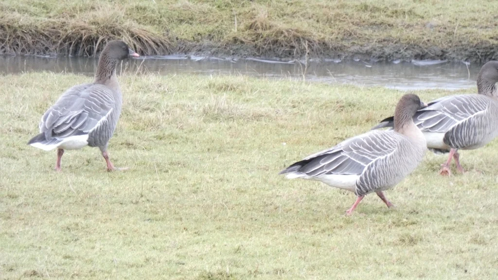 粉脚雁(Anser brachyrhynchus)