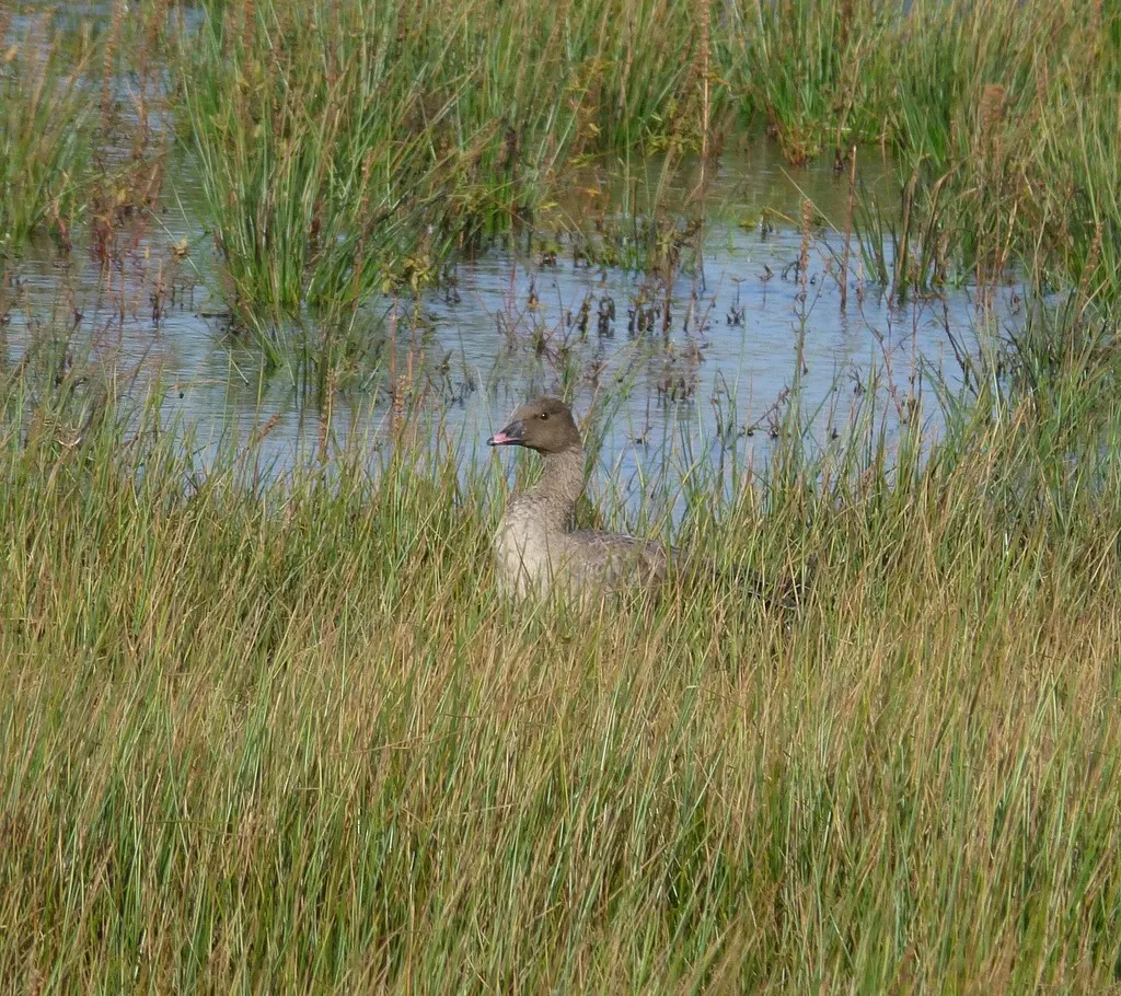 粉脚雁(Anser brachyrhynchus)