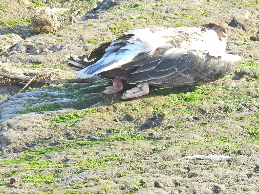 粉脚雁(Anser brachyrhynchus)
