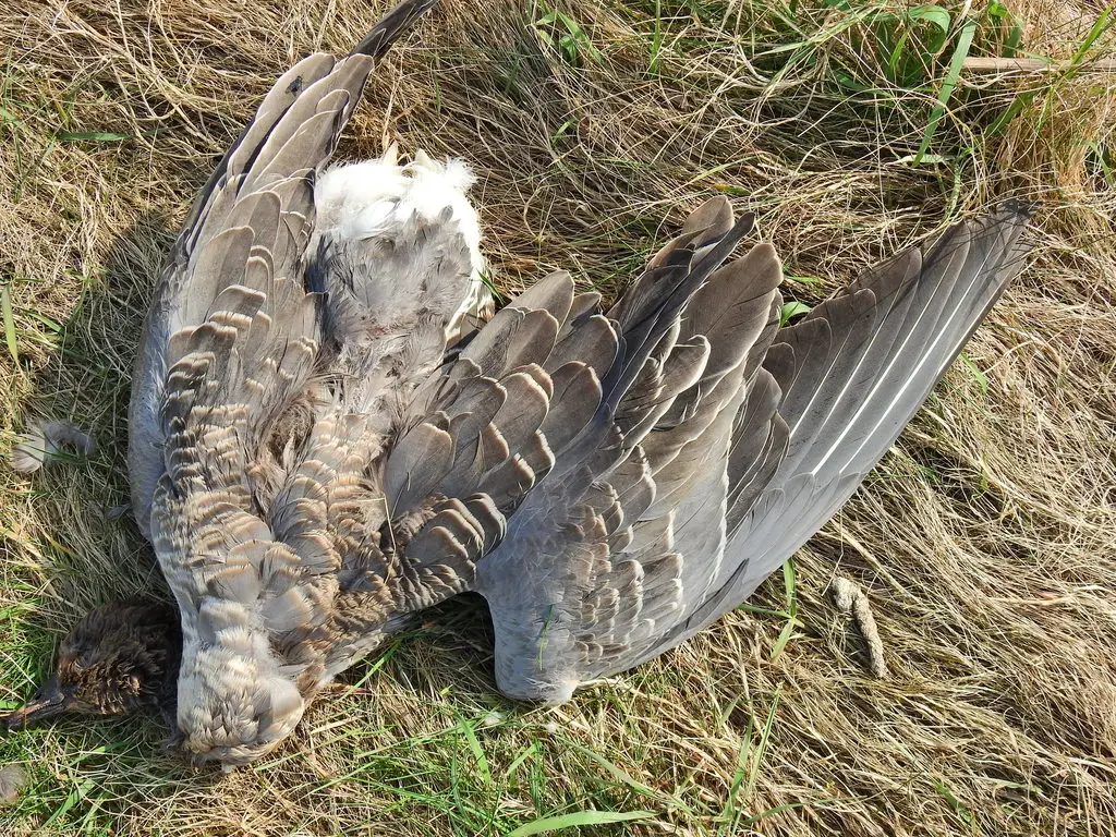 粉脚雁(Anser brachyrhynchus)