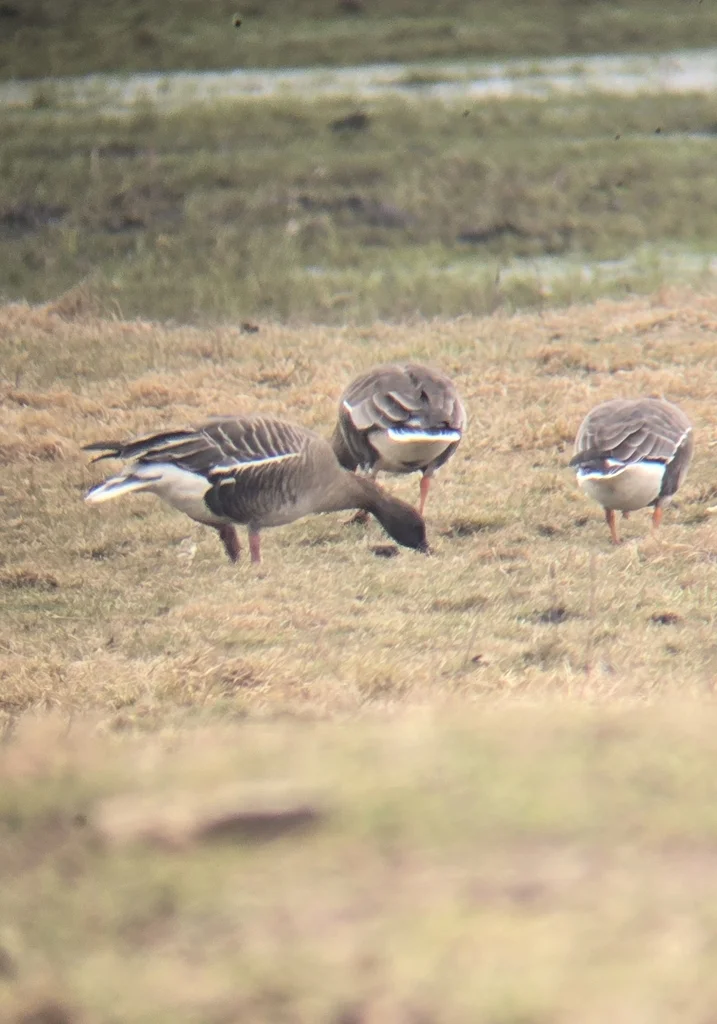 粉脚雁(Anser brachyrhynchus)