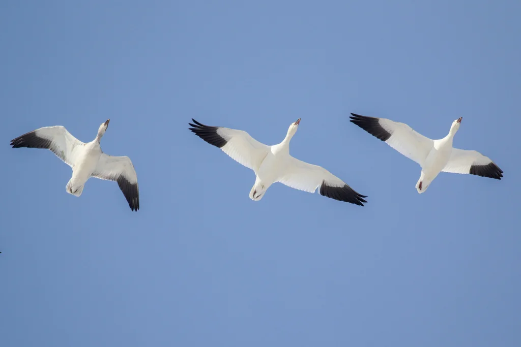雪雁(Anser caerulescens)