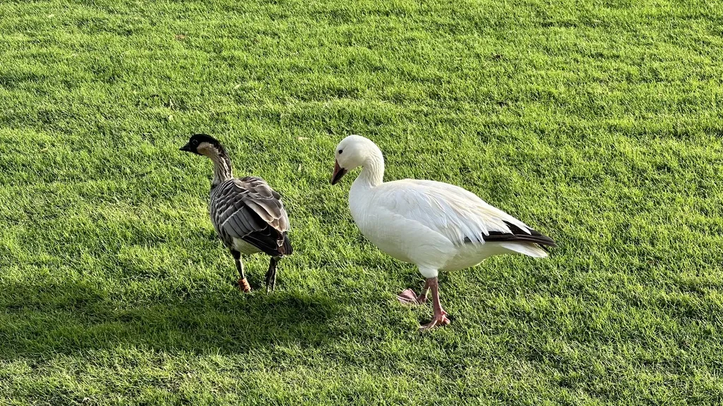 雪雁(Anser caerulescens)