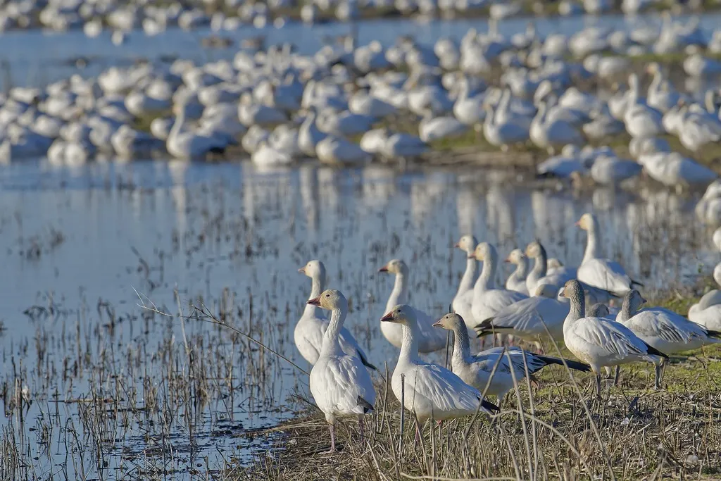 雪雁(Anser caerulescens)