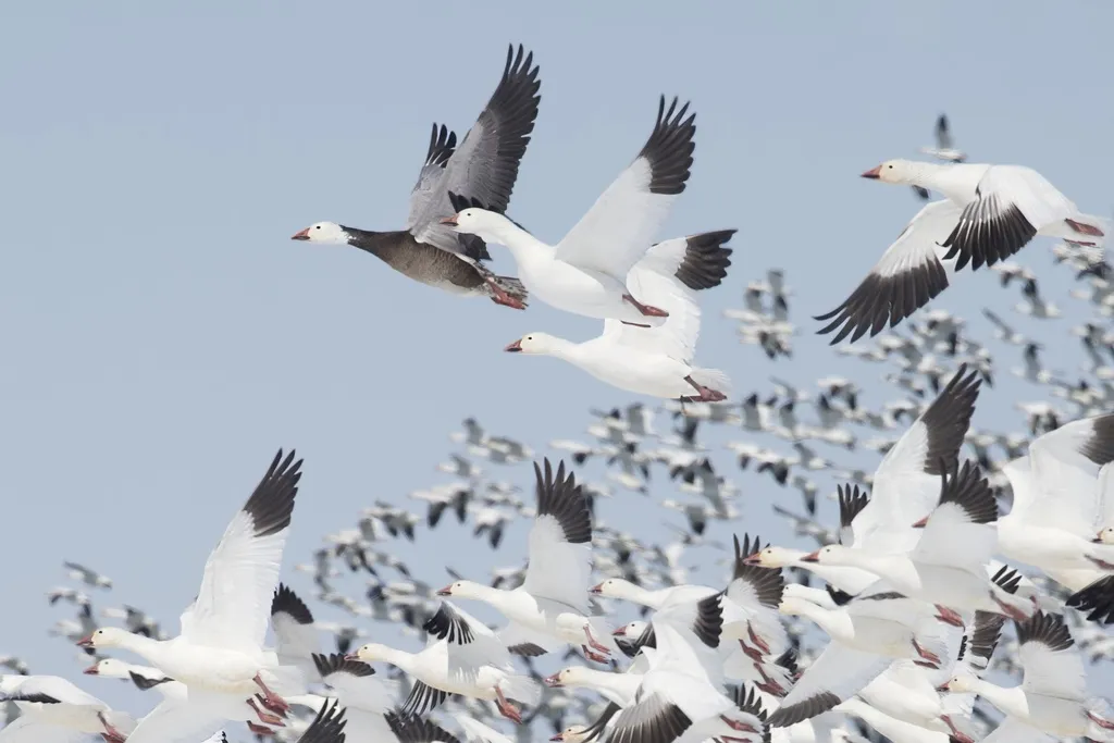 雪雁(Anser caerulescens)