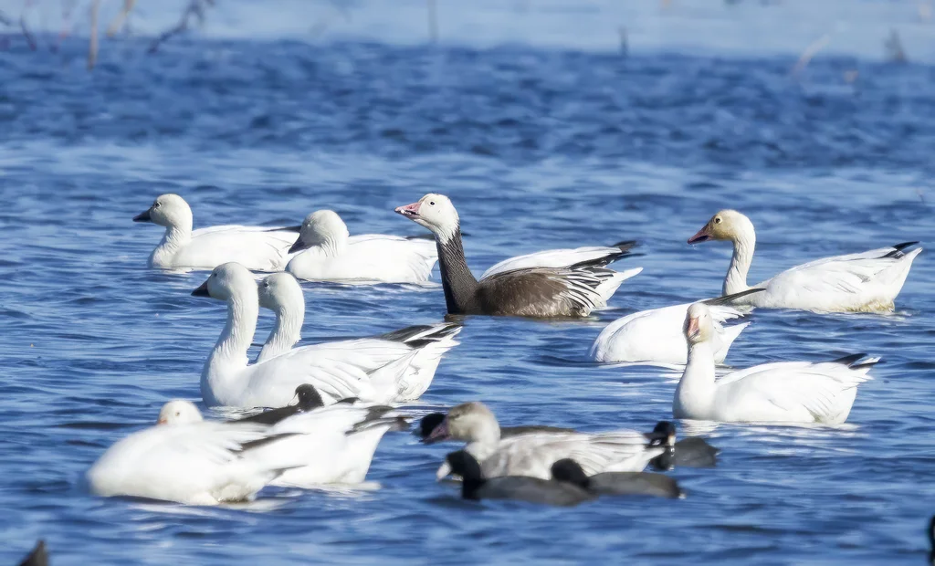 雪雁(Anser caerulescens)