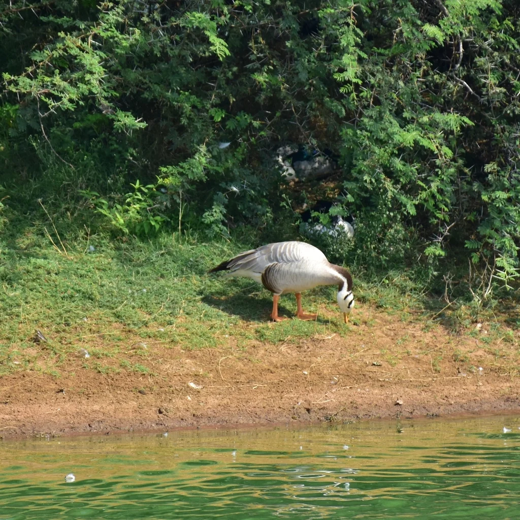 斑头雁(Anser indicus)