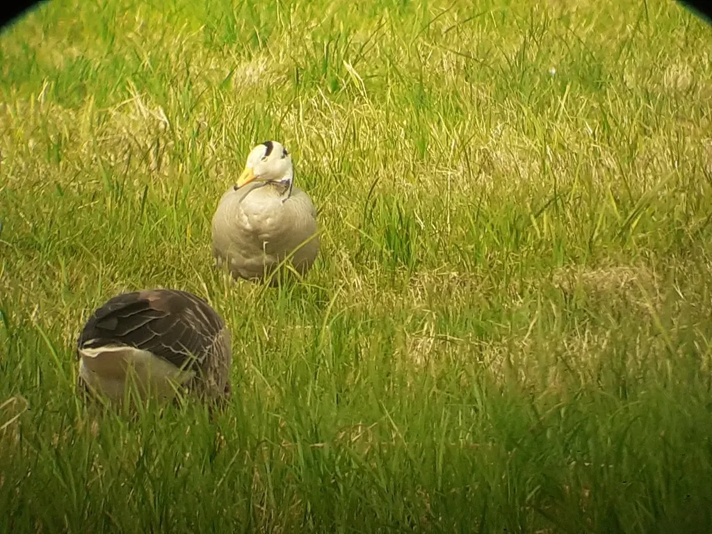斑头雁(Anser indicus)