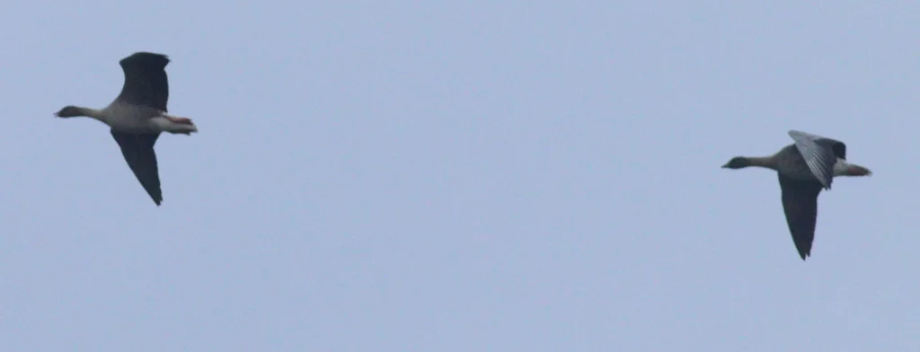 短嘴豆雁(Anser serrirostris)