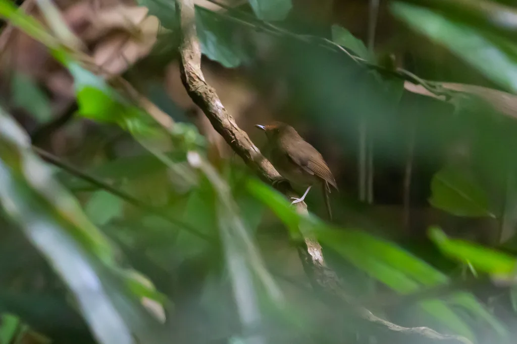 棕眉姬鹟(Anthipes solitaris)