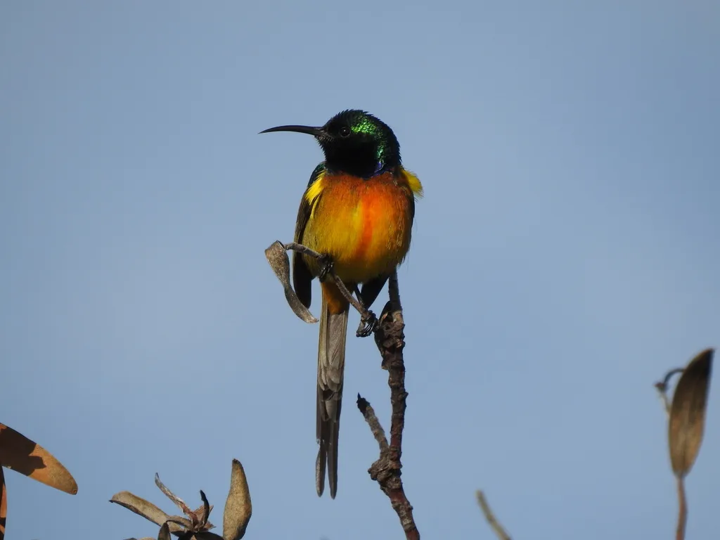橙胸花蜜鸟(Anthobaphes violacea)