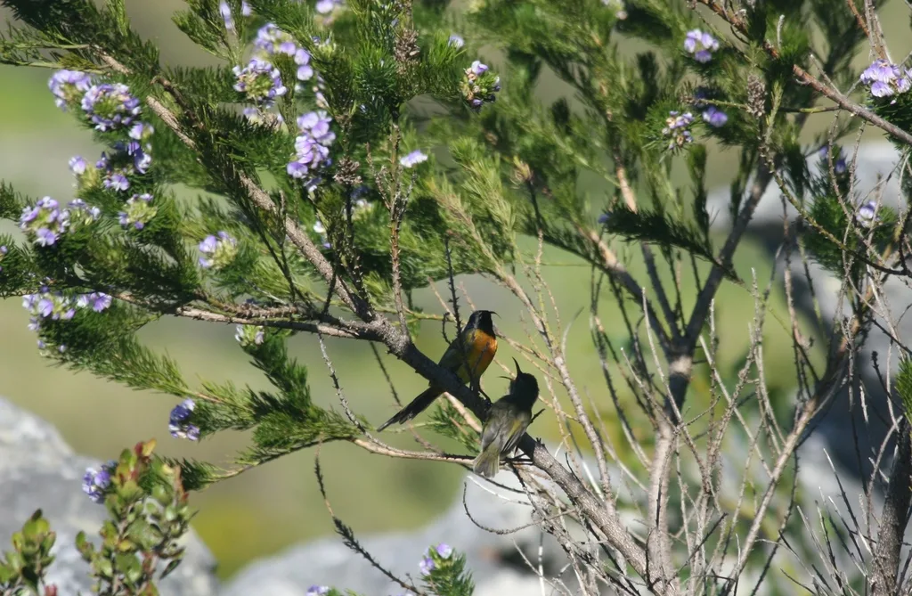 橙胸花蜜鸟(Anthobaphes violacea)