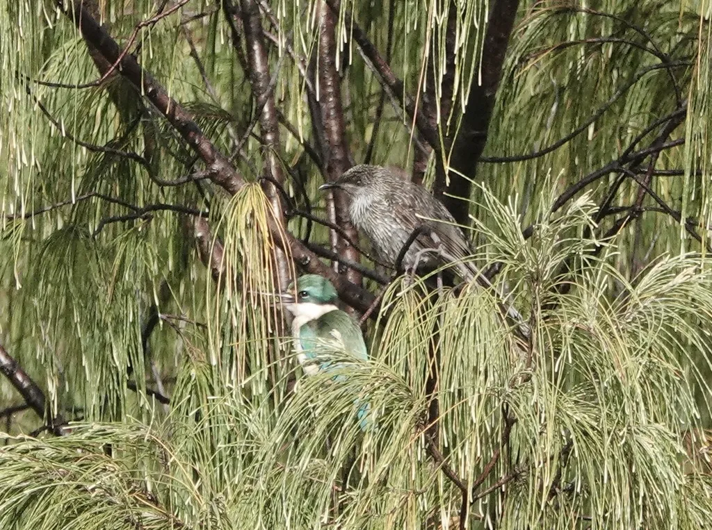 灰颊垂蜜鸟(Anthochaera chrysoptera)