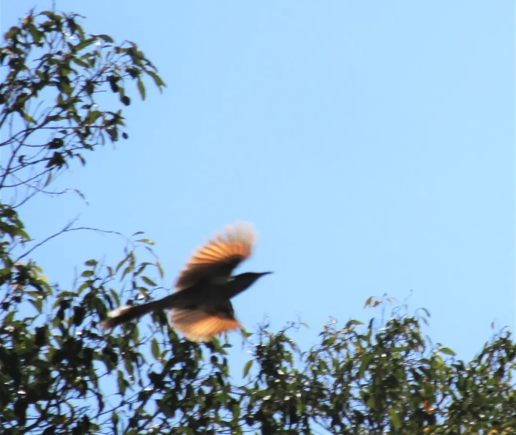 小垂蜜鸟(Anthochaera lunulata)