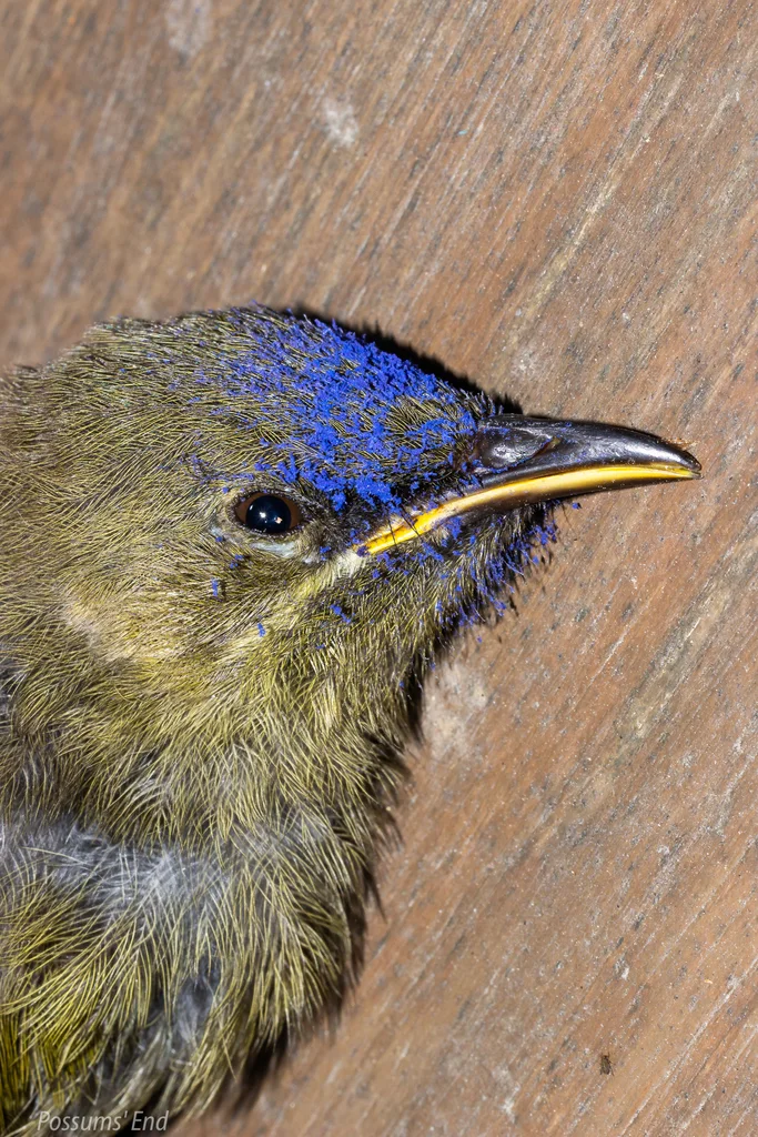 新西兰吸蜜鸟(Anthornis melanura)