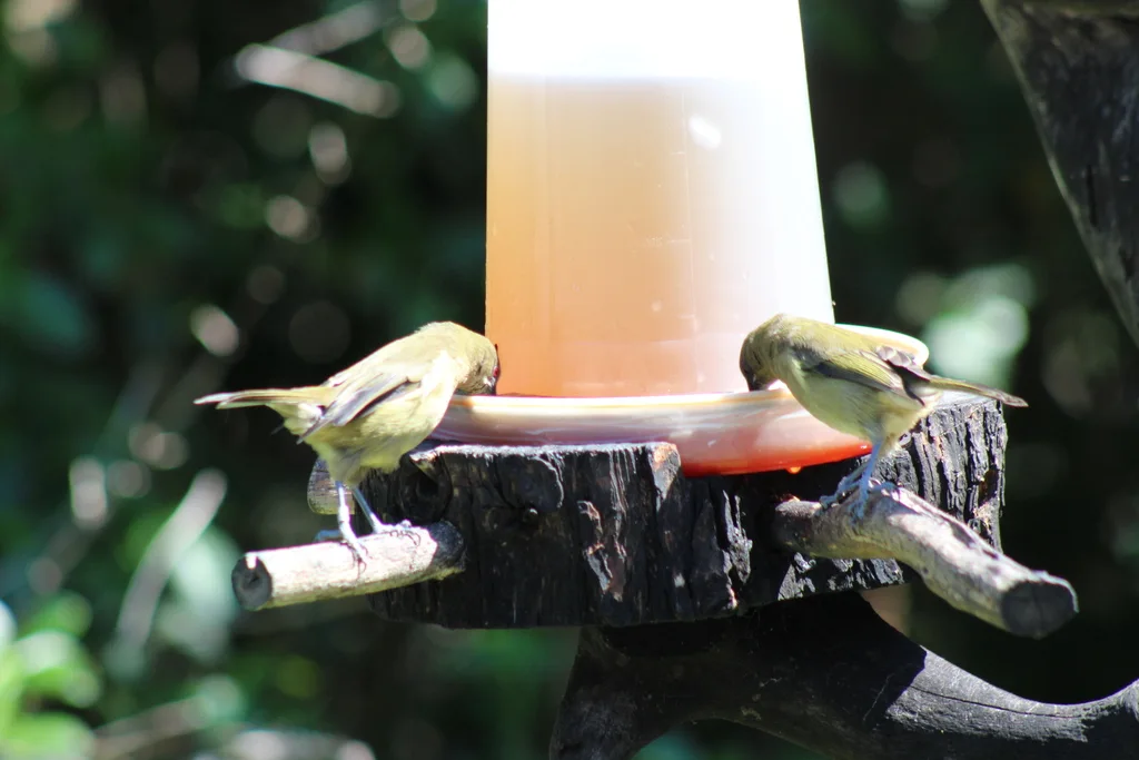 新西兰吸蜜鸟(Anthornis melanura)