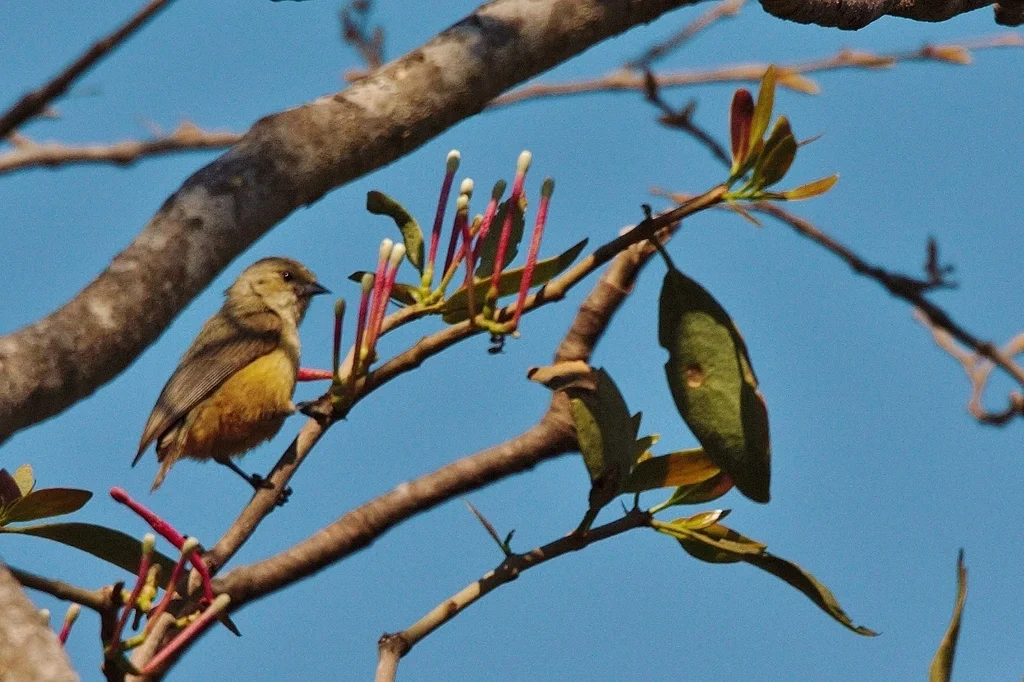 非洲攀雀(Anthoscopus caroli)