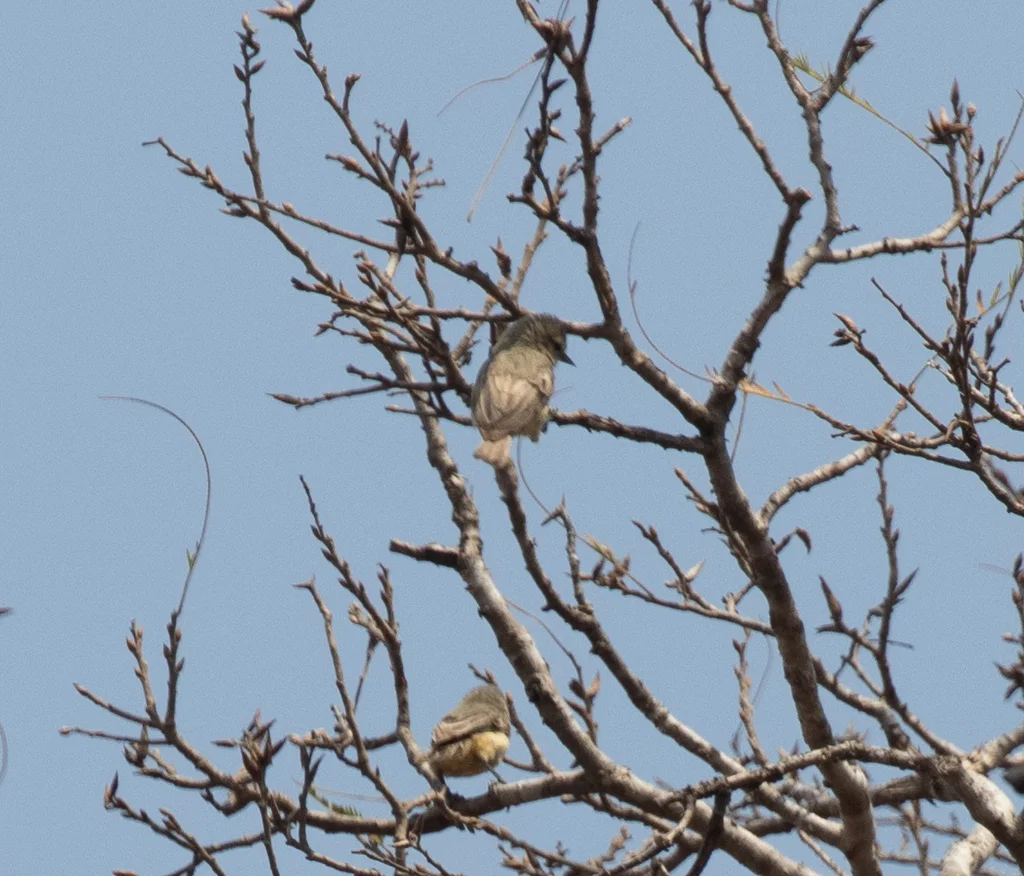 非洲攀雀(Anthoscopus caroli)
