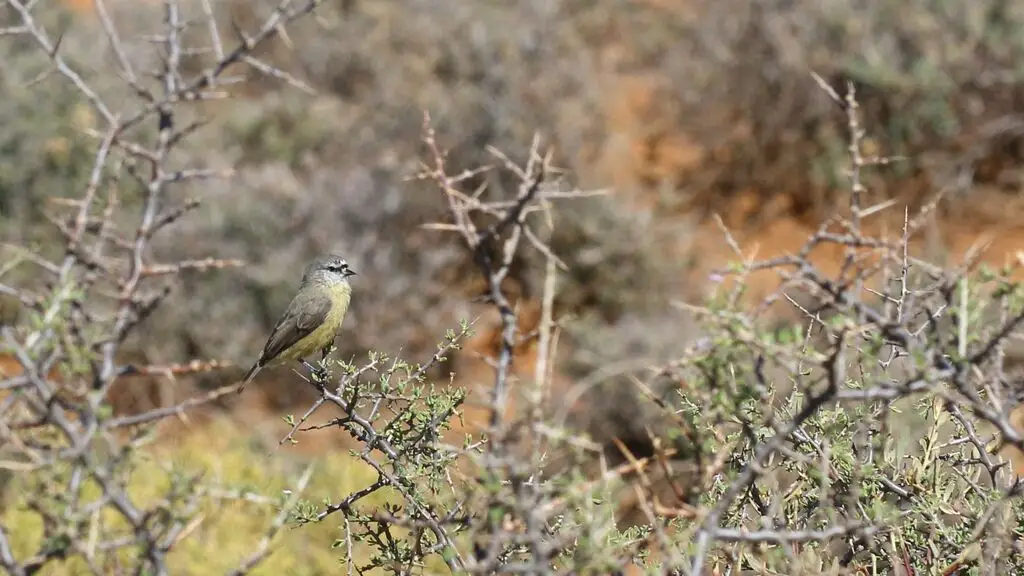 南攀雀(Anthoscopus minutus)