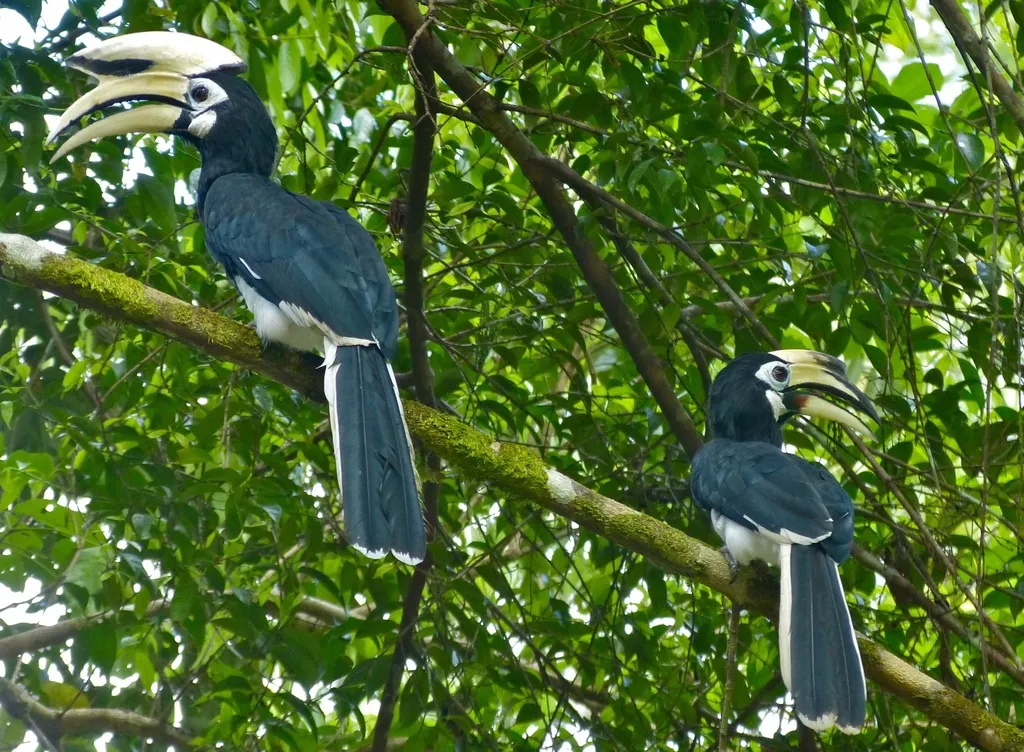 冠斑犀鸟(Anthracoceros albirostris)