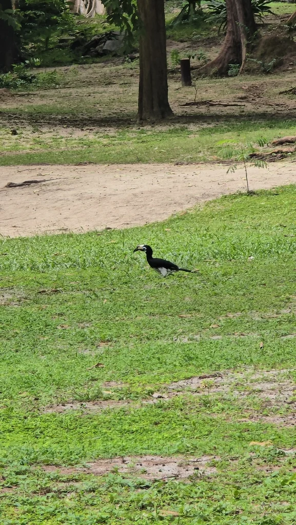 冠斑犀鸟(Anthracoceros albirostris)