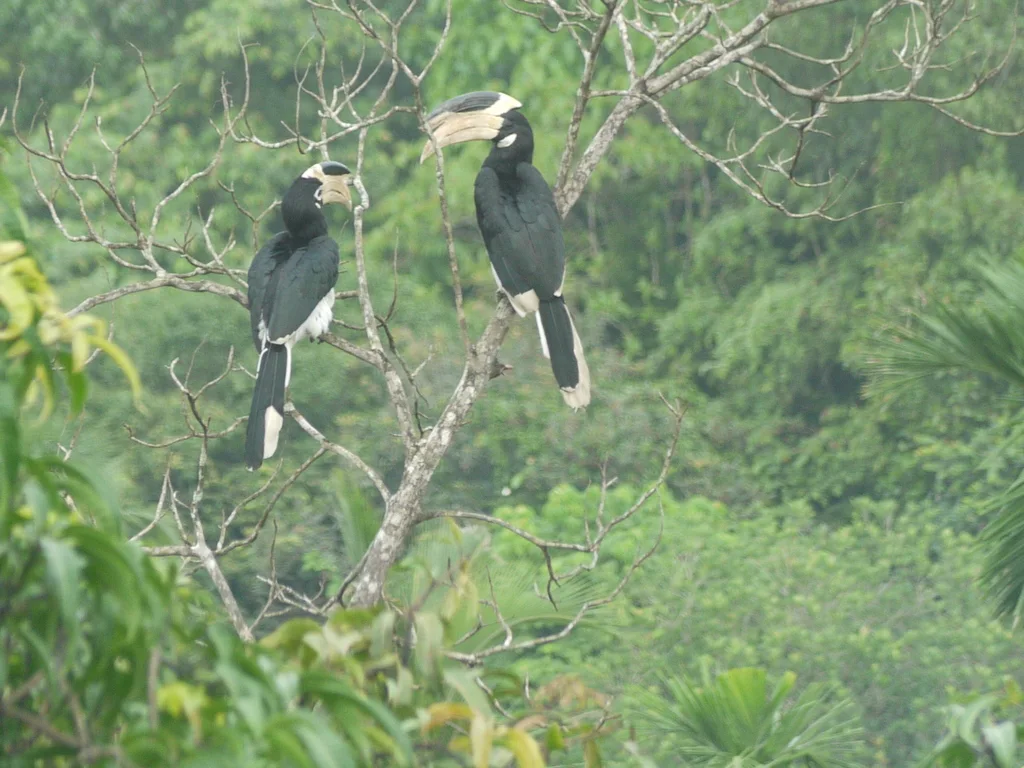 印度冠斑犀鸟(Anthracoceros coronatus)