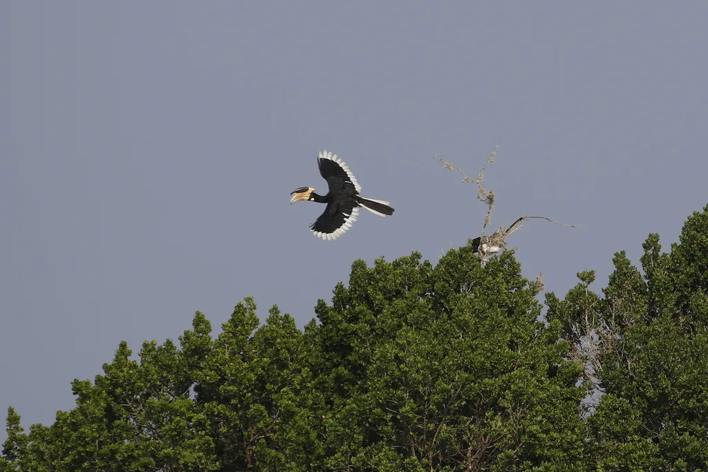 印度冠斑犀鸟(Anthracoceros coronatus)