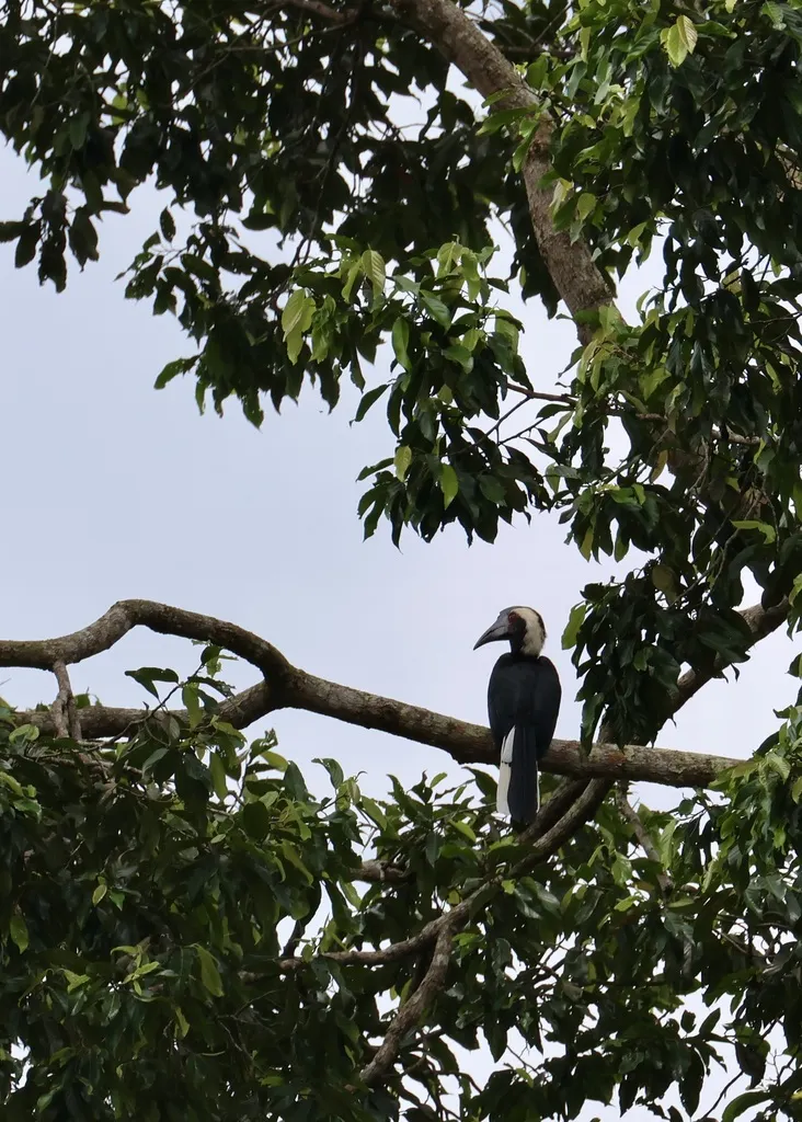 黑斑犀鸟(Anthracoceros malayanus)