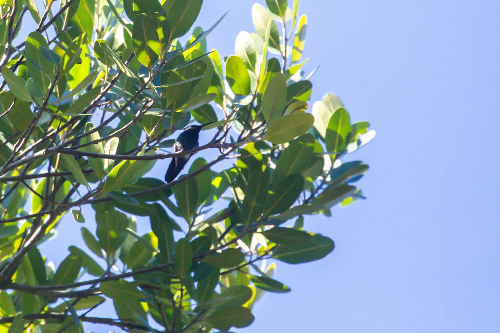波多芒果蜂鸟(Anthracothorax aurulentus)